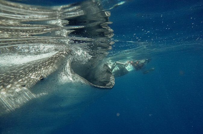 Whale Shark Snorkeling Adventure with Lunch - Logistics that can make or break your day
