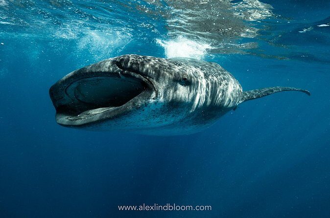 Whale Shark Snorkeling Adventure with Lunch - The guide factor: safety, energy, and how the day stays fun