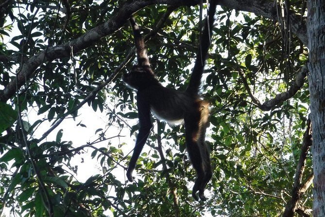 Wild Monkey Tour (Private, Half Day) - Price and whether it’s good value at $189