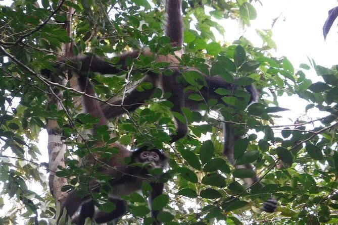 Wild Monkey Tour (Private, Half Day) - Who this tour fits best (and who should think twice)