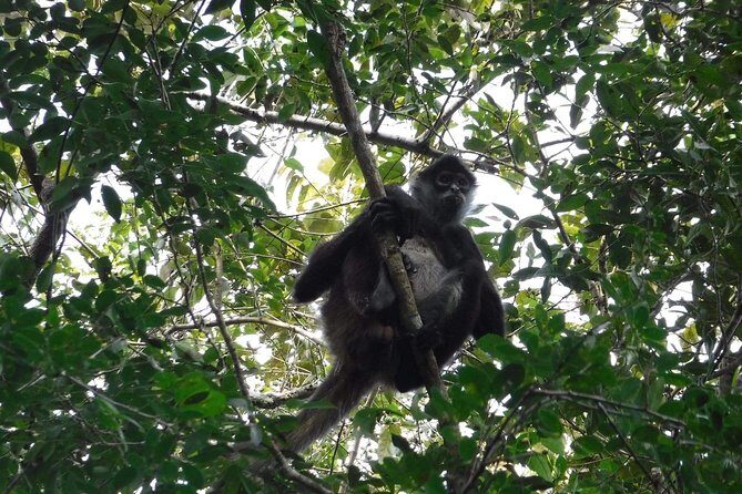 Wild Monkey Tour (Private, Half Day) - Quick packing list for a better monkey hike