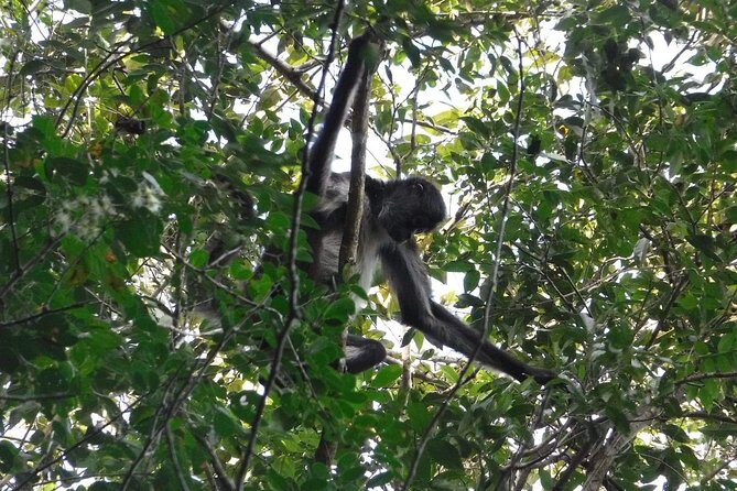 Wild Monkey Tour (Private, Half Day) - The small cultural layer: why local guidance adds real value