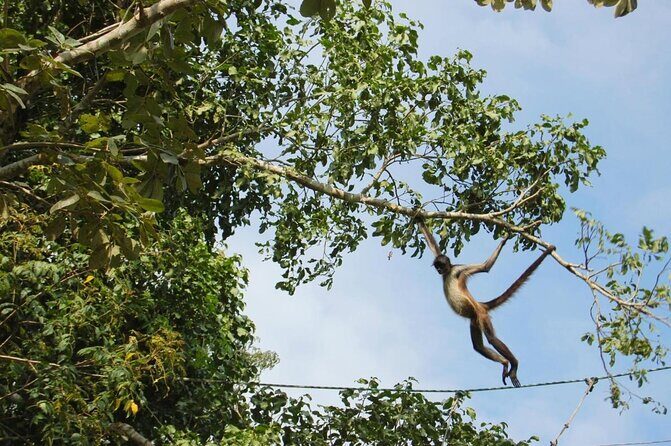 Wild Monkey Tour (Private, Half Day) - Stop 1: Punta Laguna Nature Reserve jungle walk