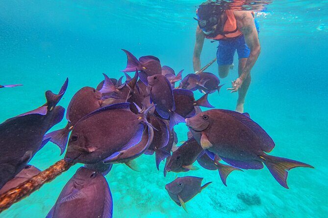 Yalku lagoon and turtles akumal sanctuary - How this 3-hour Akumal + Yalku snorkeling loop really works